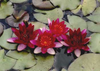 "Water Lilies" by Bruce B. Braun, Fitchburg WI  - Photograph
